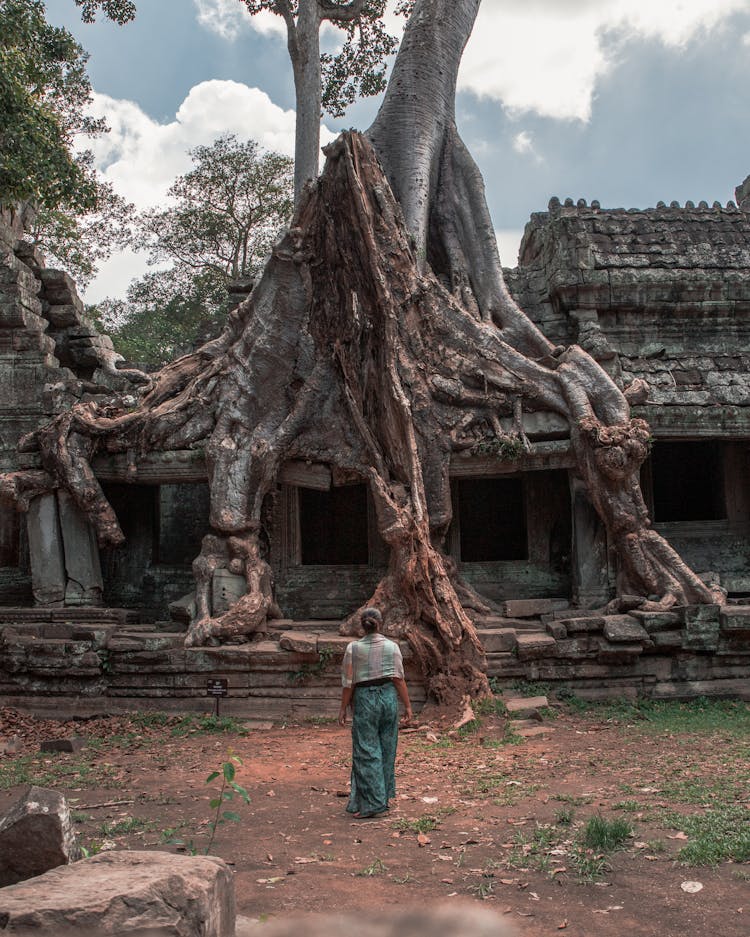 Woman Looking At Tree Overgrowing A Temple Ruin 