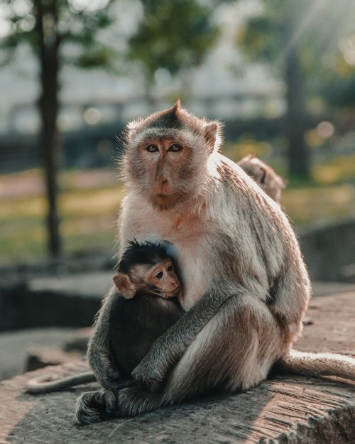 Free A touching scene of a mother and baby macaque in a natural outdoor setting in Cambodia. Stock Photo