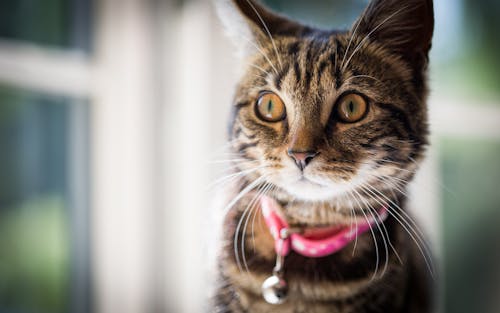 Tekir Kedi Yakın çekim Fotoğrafı