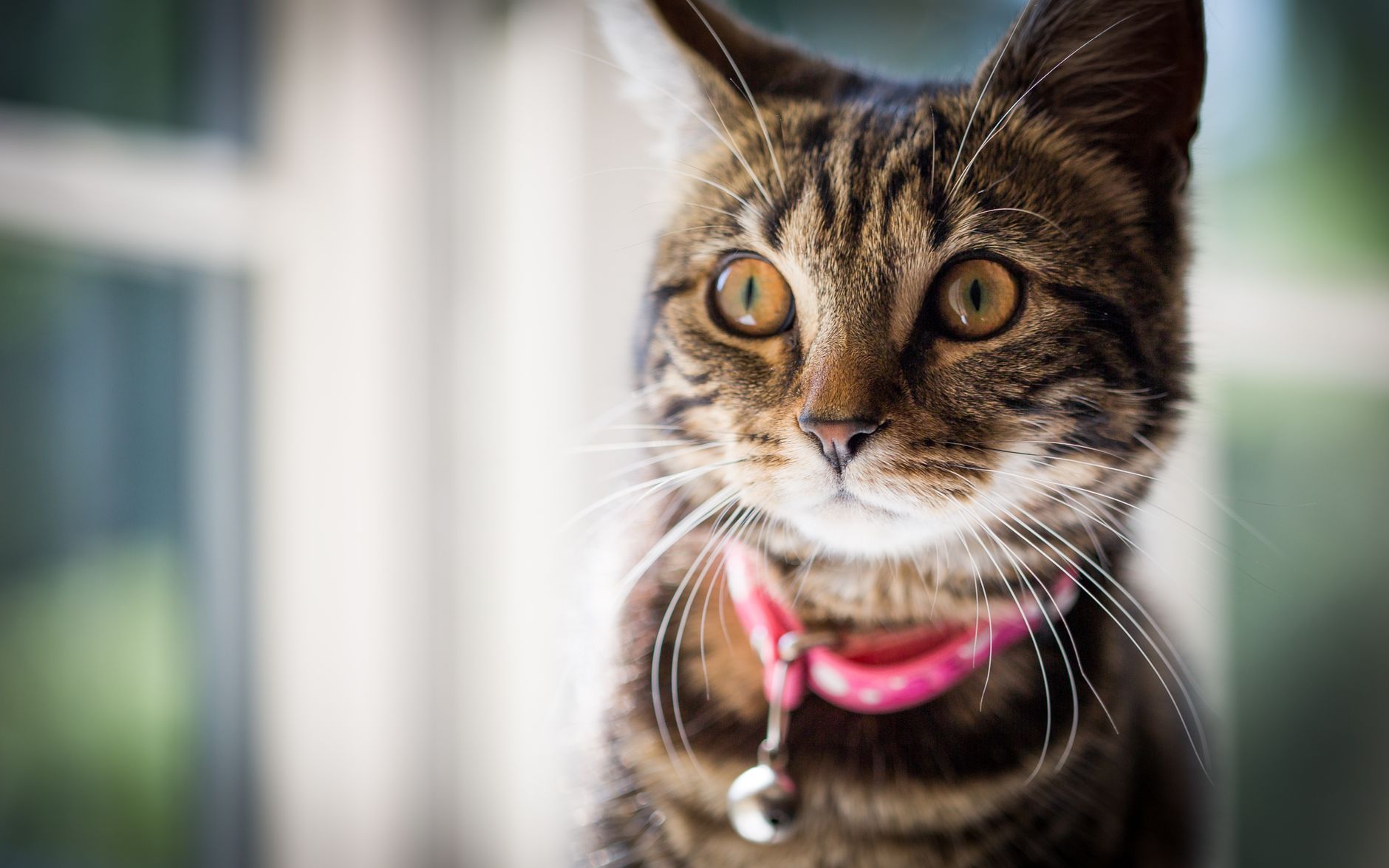 A cat undergoing diagnostic blood testing at a veterinary clinic