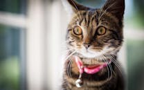 一只戴着可爱粉色项圈的虎斑猫聚精会神地凝视着，明亮的眼睛和胡须清晰可见