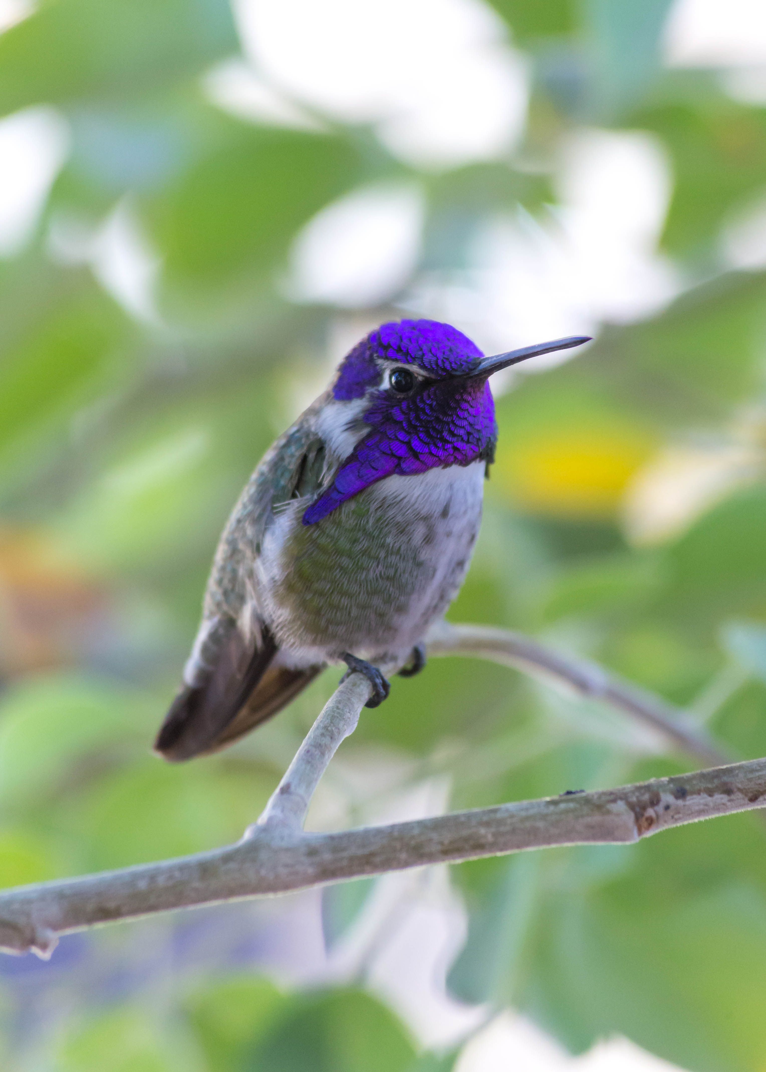Close-up image of a Costa's hummingbird perched, highlighting its vivid purple plumage and natural habitat.