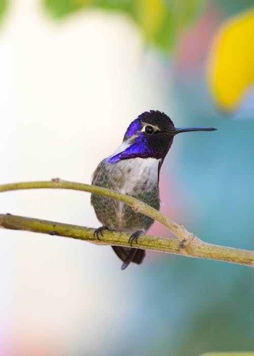 Foto d'estoc gratuïta de au, branca, colibrí