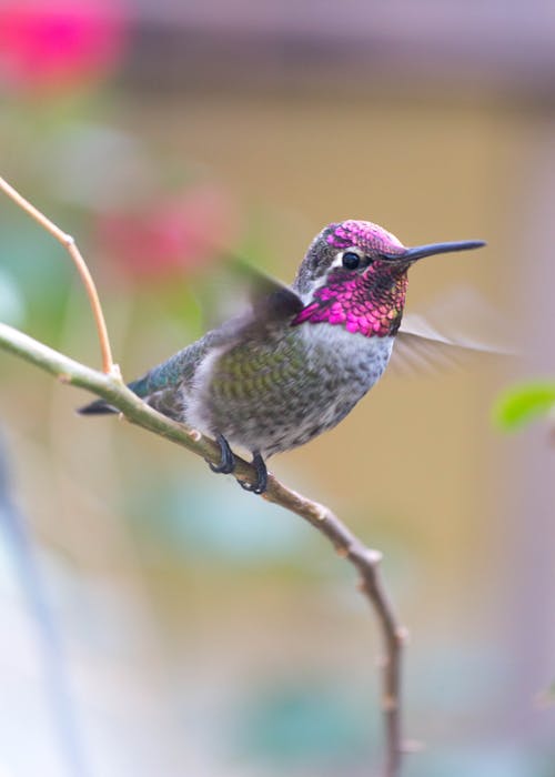 Close-Up Shot of a Purple Hummingbird Perched on a Twig
