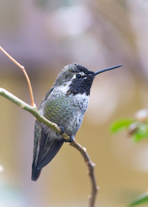 Foto d'estoc gratuïta de assegut, au, colibrí