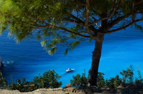 ağaç, deniz, deniz kıyısı içeren Ücretsiz stok fotoğraf