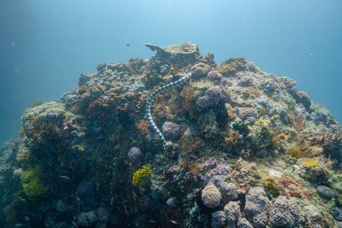 Scenery view of snake with ornament on body swimming over coral reefs in blue ocean