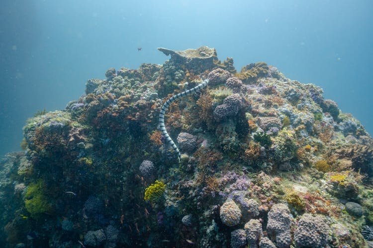 Sea Snake Swimming Above Coral Reefs Under Water