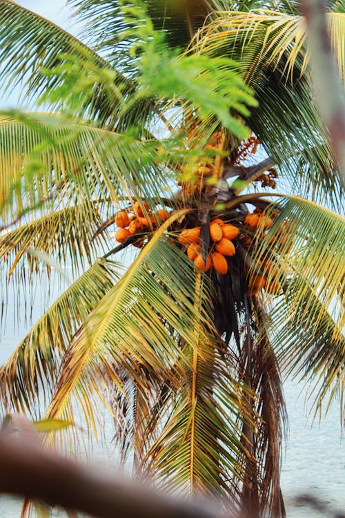 Close-Up Shot of a Coconut Tree