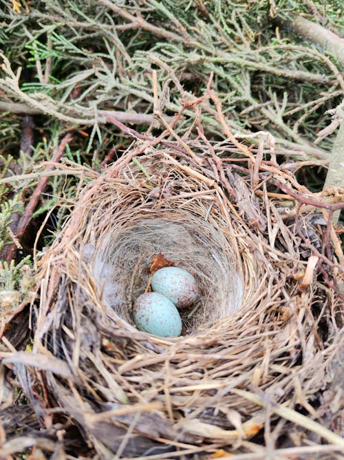 Darmowe zdjęcie z galerii z gniazdo, jajka, pionowy strzał