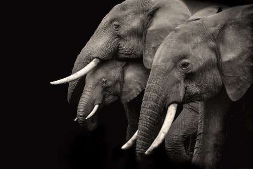 Free Three Elephants on Black Background Stock Photo