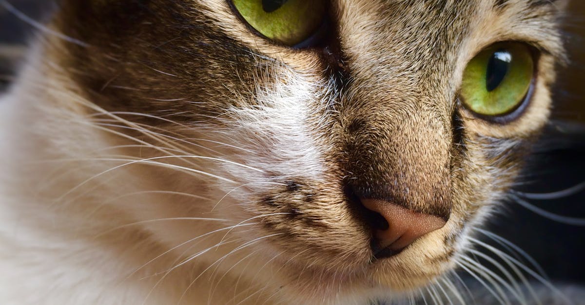 Free stock photo of cat face, close -up