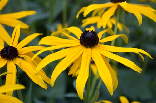 Безкоштовне стокове фото на тему «rudbeckia hirta, багаторічники, блакід сьюзен»