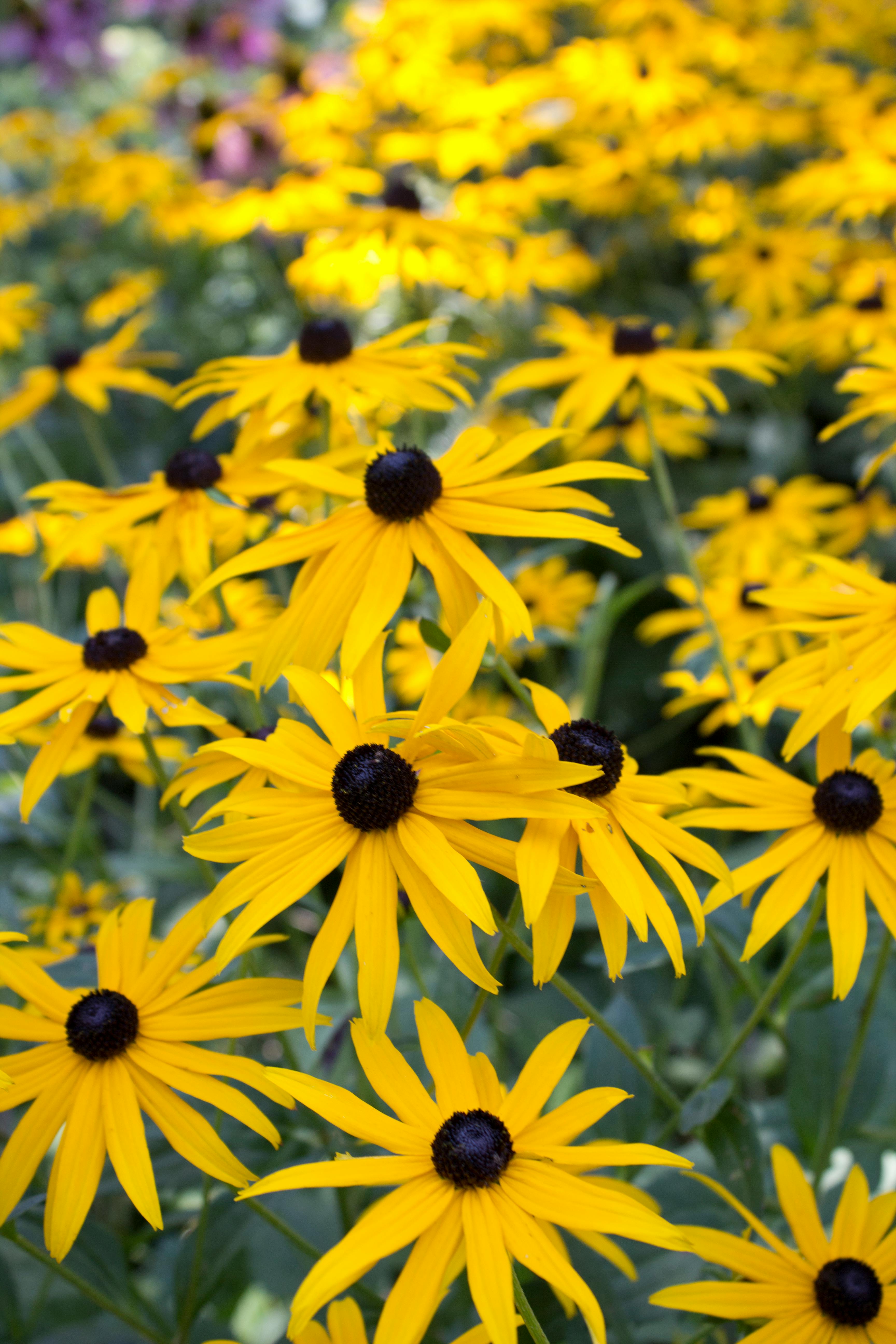 ブラックアイドスーザンの畑 ルドベキア ヒルタ 夏の花の無料の写真素材