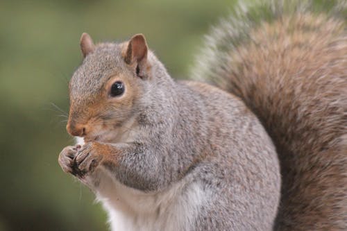 Free Gray Squirrel Stock Photo