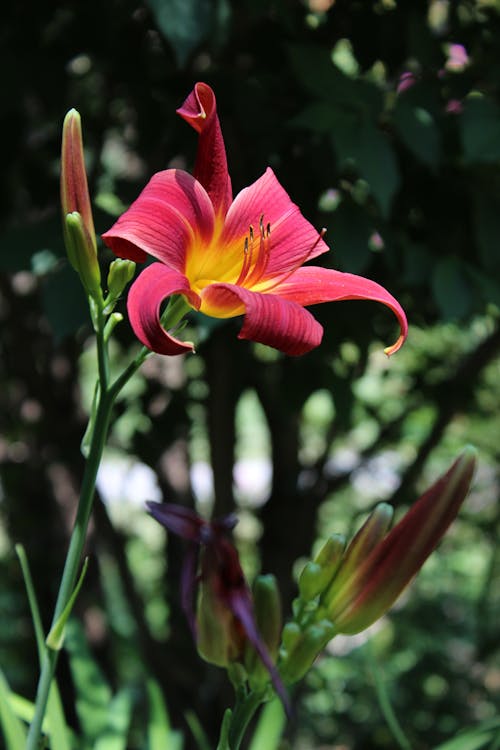 Free stock photo of daylily