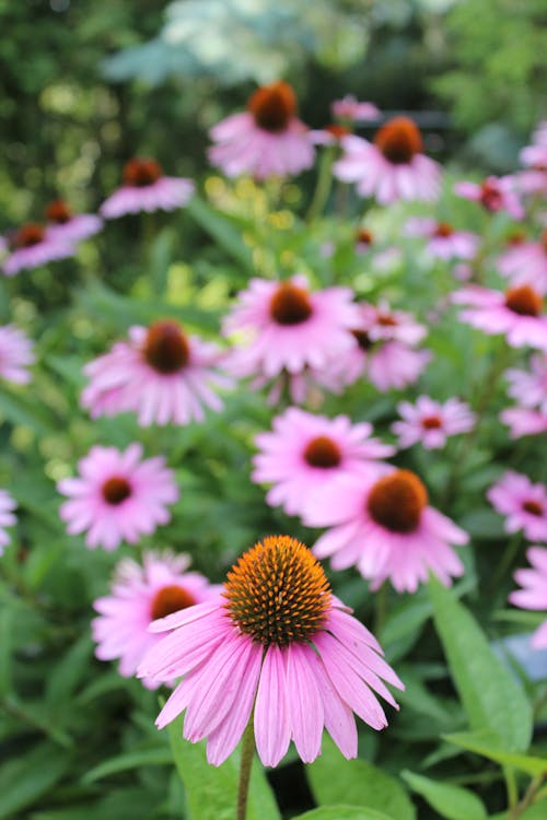 Безкоштовне стокове фото на тему «багаторічна рослина, бджола люблять пурпурні квіти, ехінацея пурпурова»