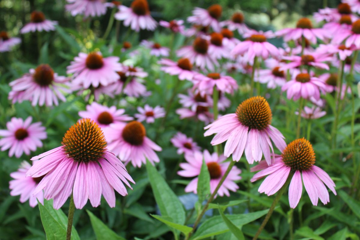 Echinacea