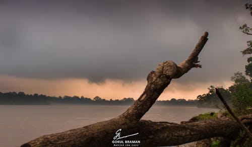 Безкоштовне стокове фото на тему «берег річки, Гілка дерева, схід сонця»