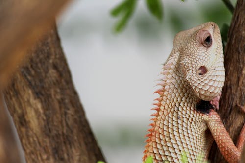 Fotografia Zbliżenie Iguana Iguana Iguana