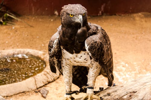 Black and White Eagle on Wooden Log