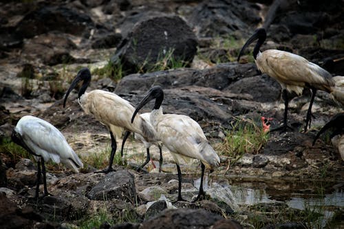 Darmowe zdjęcie z galerii z czarnoskóry ibis, długie nogi, ibis