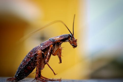곤충, 다리, 매크로의 무료 스톡 사진