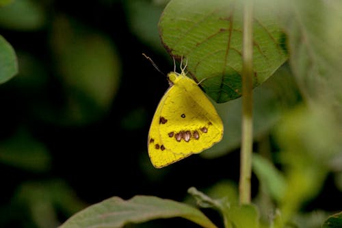 꽃에 앉은 나비, 나비, 노란색의 무료 스톡 사진