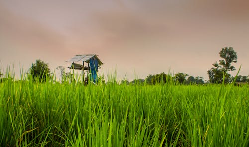 Free stock photo of cultivation, green, paddy