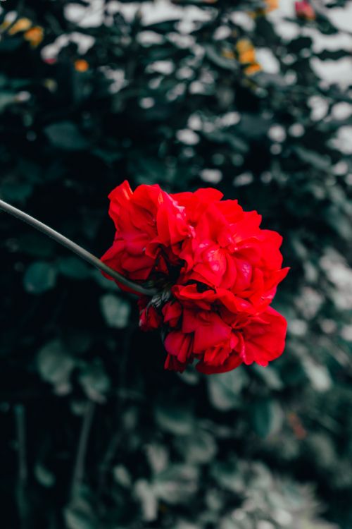 Free A vivid red rose in focus against a blurred leafy background, highlighting natural beauty. Stock Photo