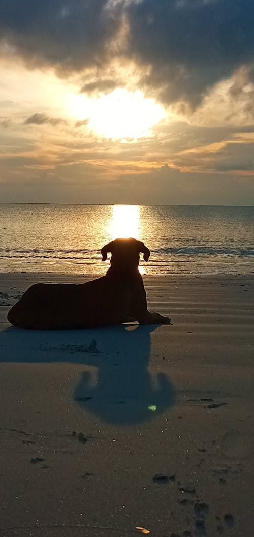 Бесплатное стоковое фото с пляж, пляжный закат, ранний рассвет