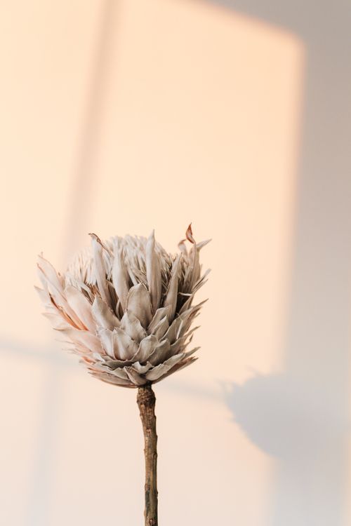 Free Artistic capture of a dry King Protea flower casting a shadow on a pastel wall. Stock Photo