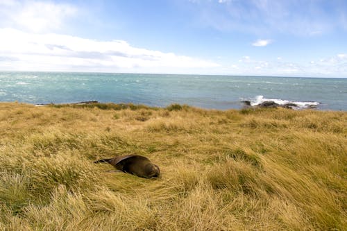 Free A Seal Lying on Grass on a Shore  Stock Photo