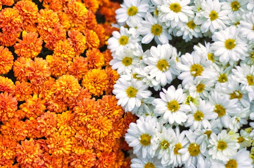 Gratis lagerfoto af blomster, blomsterfotografering, flora