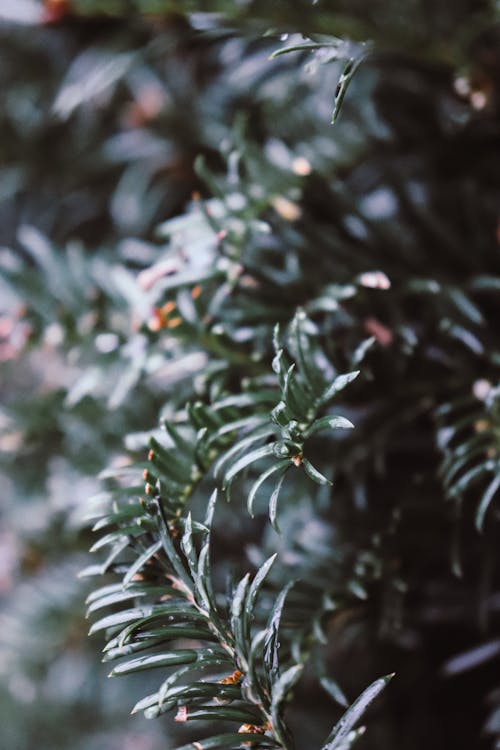 Close-up of a Conifer Branch