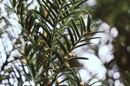Free Close-up of a Conifer Branch Stock Photo