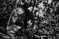 Black and white of aged footwear with shoelaces on rough terrain with growing plant in sunlight