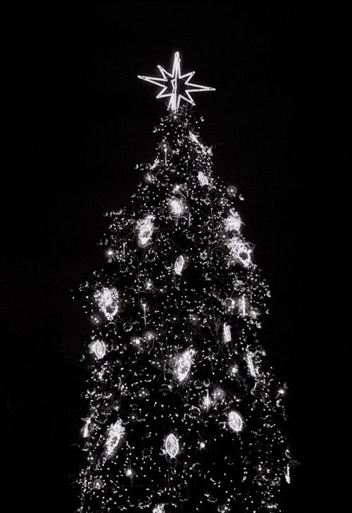 Free Stunning black and white photograph of a festive Christmas tree adorned with lights and ornaments in Kraków. Stock Photo