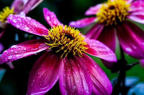 Základová fotografie zdarma na téma barva, botanický, dešťové kapky