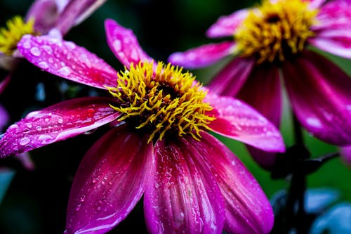 Flores De Pétalas Roxas