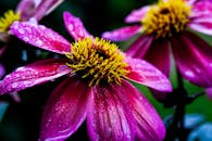 在花园环境中，充满活力的紫色大丽花特写镜头点缀着雨滴，展现出它们错综复杂的细节