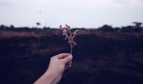 Лицо, занимающее стебель коричневого растения