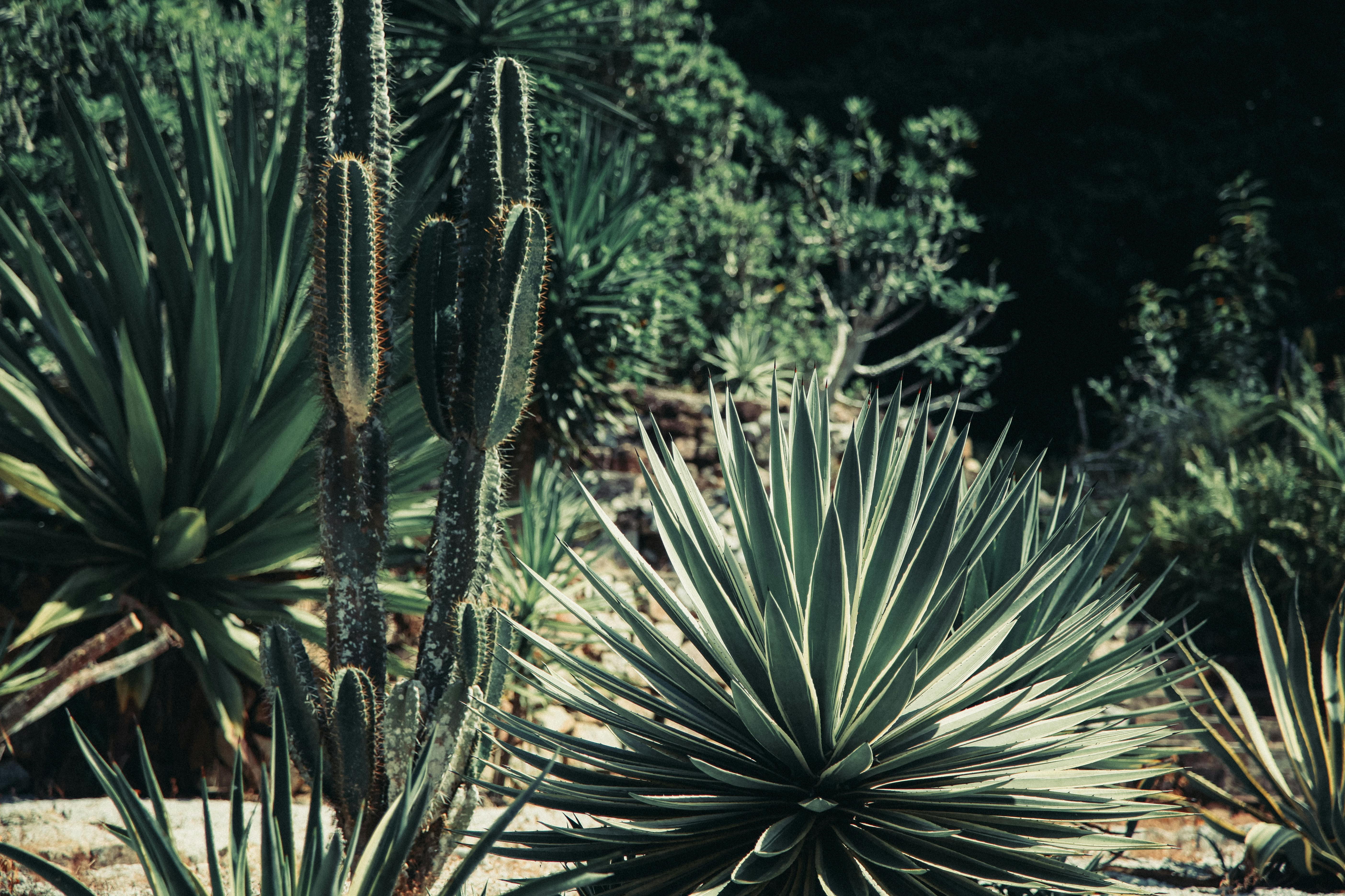 yucca and cactus photo by Nikita Belokhonov (ftu from pexels)