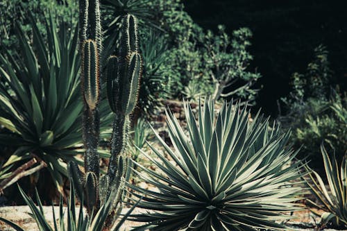 Bush of green yucca gloriosa and tall cactuses growing in sunny botanical garden in nature with abundance of green plants