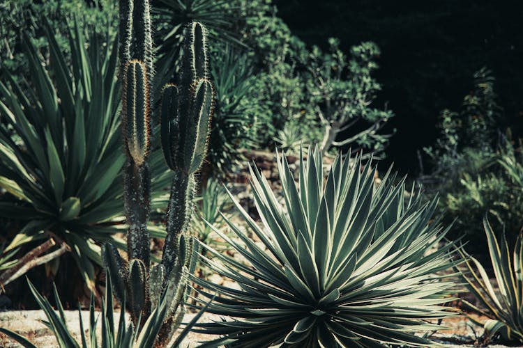 Bush Of Yucca And Cactus In Garden