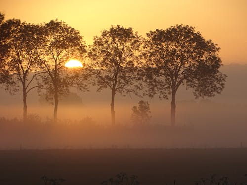 Бесплатное стоковое фото с багровое небо, деревья, дымка