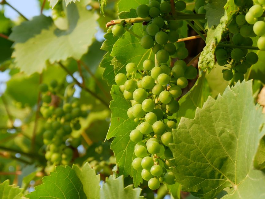Vibrant green grapes growing on a vine in sunlight, showcasing fresh agriculture.