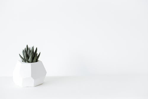 Bezpłatne Zielony Kaktus Roślin Na Białym Garnku Zdjęcie z galerii
