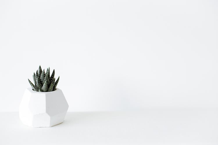 Green Cactus Plant On White Pot