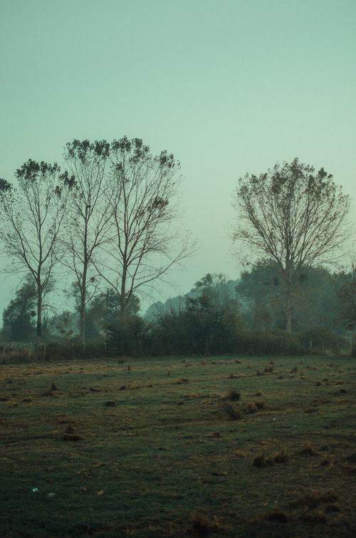 Free Peaceful scenery of leafless trees growing on dry grassy meadow against cloudy sky Stock Photo